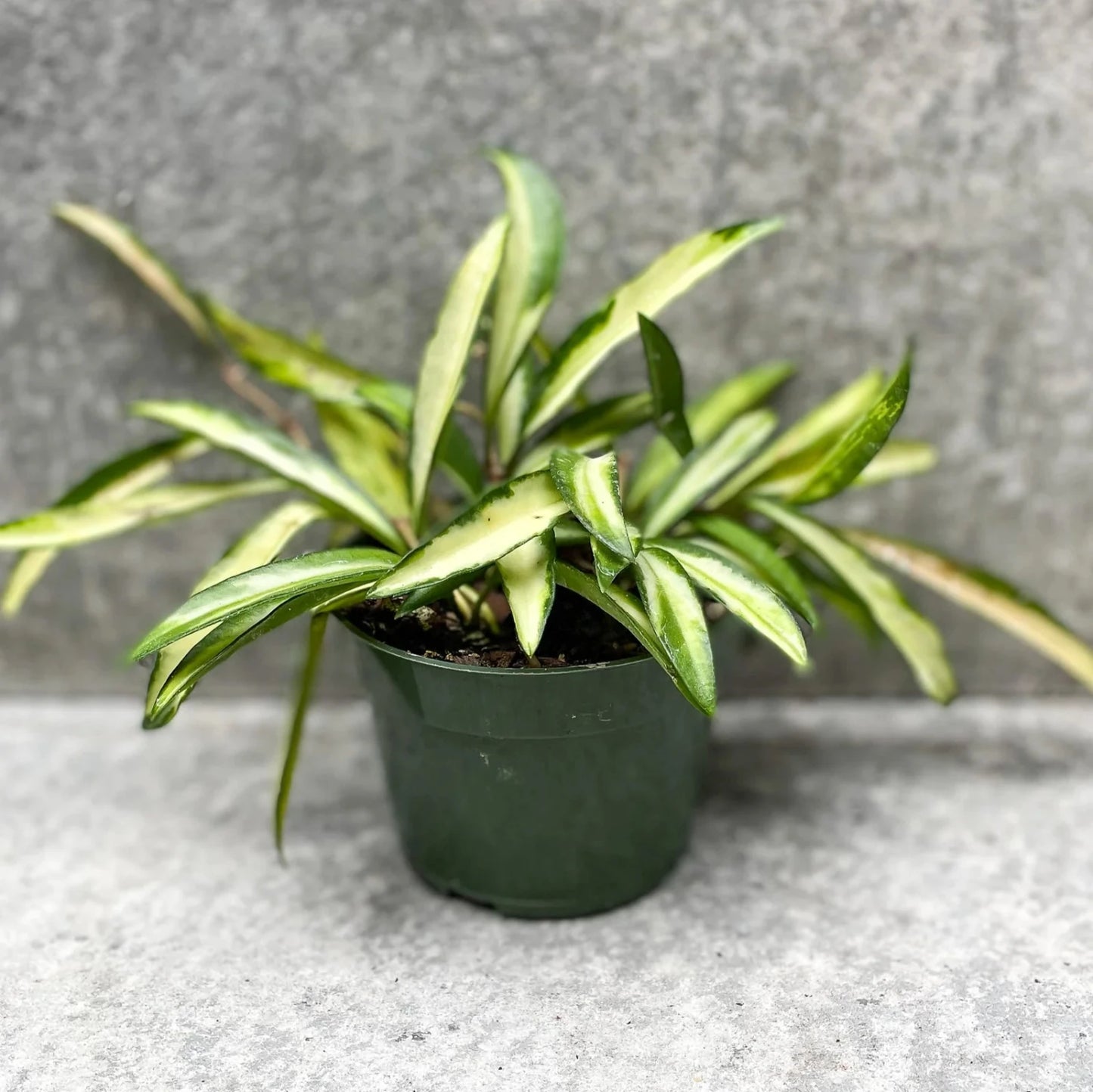 Hoya Wayetii Variegated - 4"