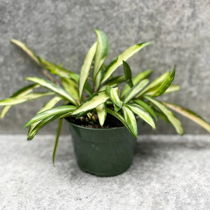 Hoya Wayetii Variegated - 4"