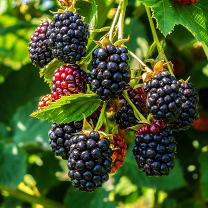 Thornless Blackberry - Rubus - “Ponca" - 2 Plants - Easy to Grow