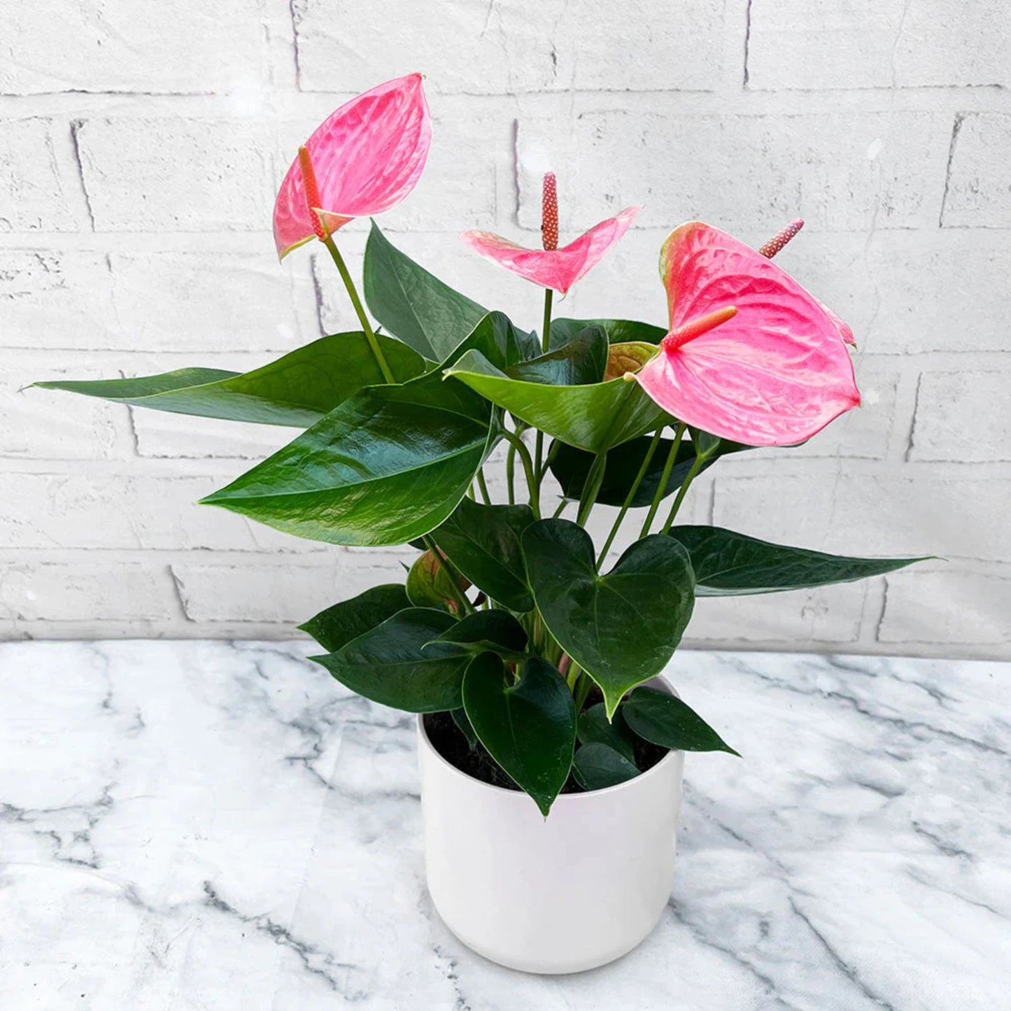 Variegated Pink & White Anthurium - 6''