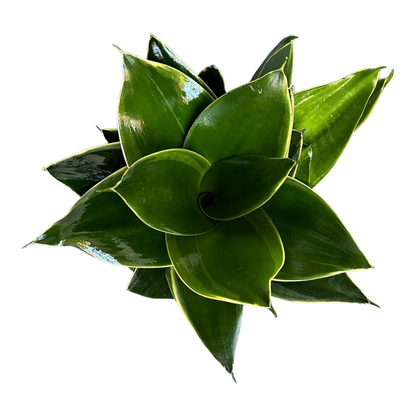 Sansevieria Snake Plant Emerald Star - 4"