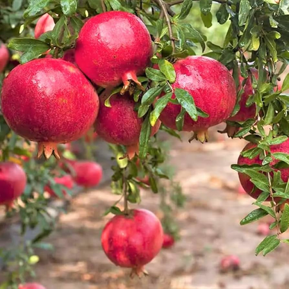 Salavatski Pomegranate (Punica sp.) 2 TC Plant Plugs