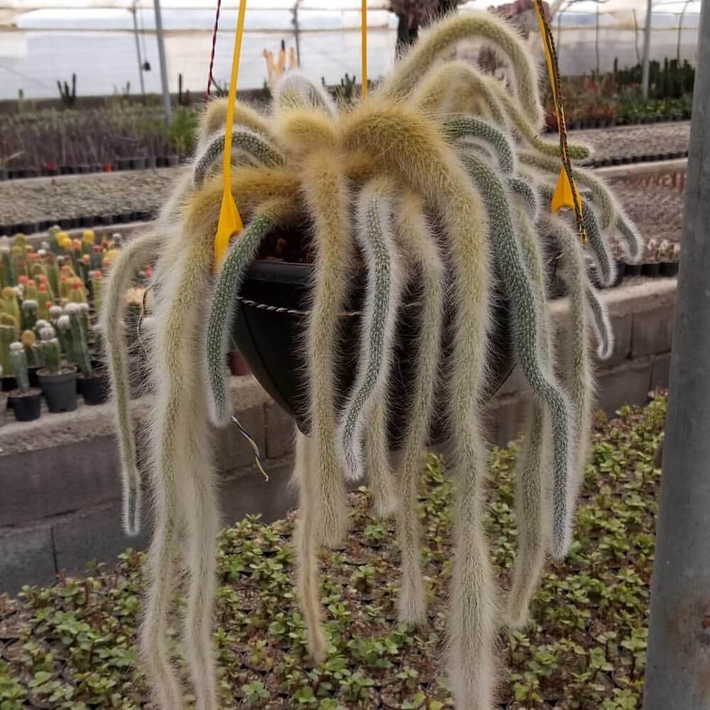 Hildewintera Colademononis Monkey Tail Cactus ( 3 tails) - 6''