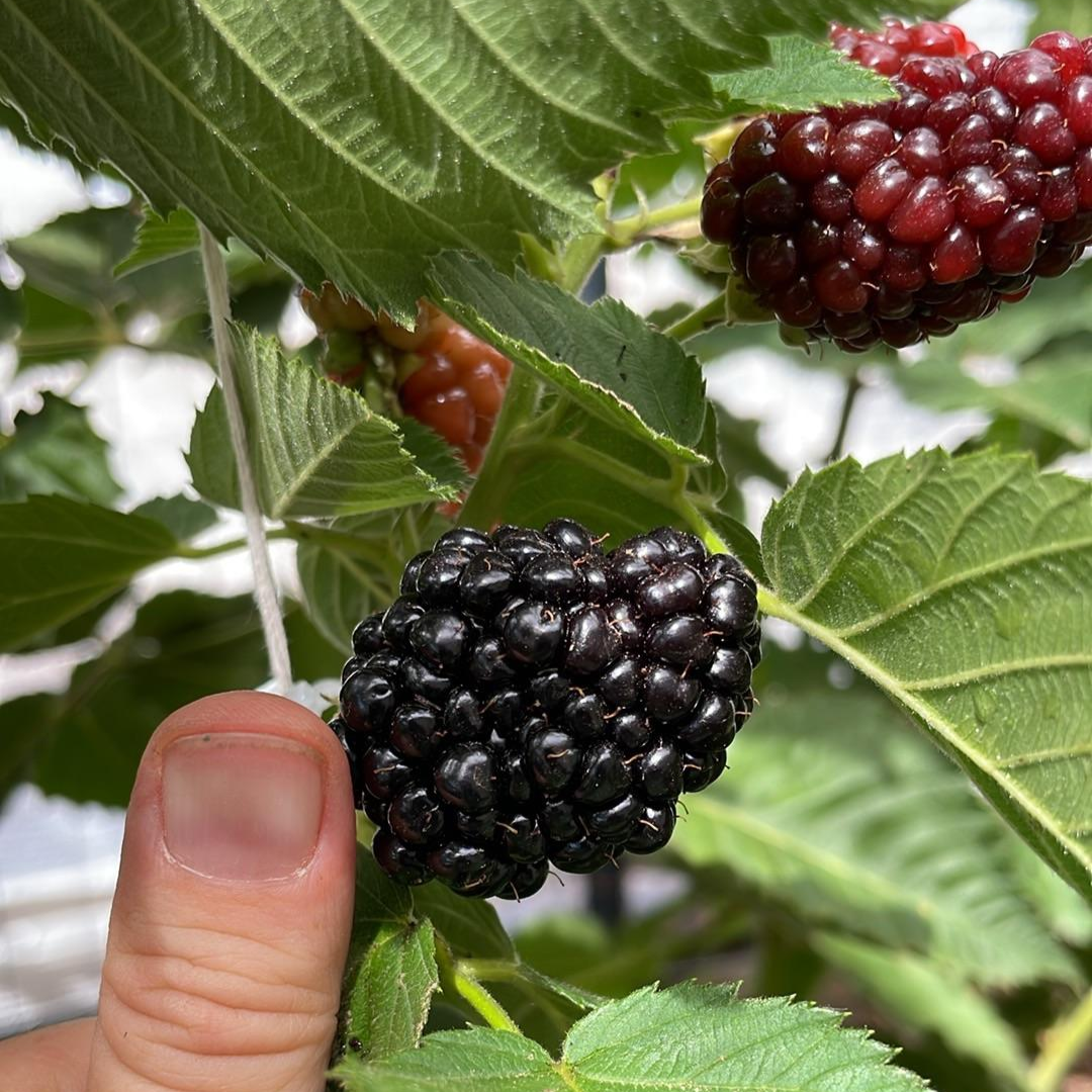 PRIME ARK FREEDOM Live Thornless Blackberry Plants