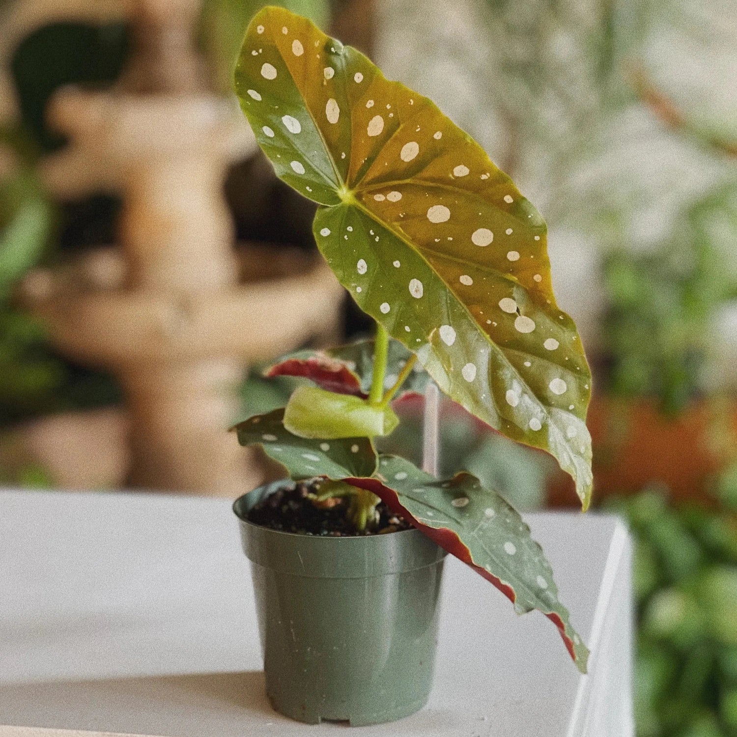 Begonia Maculata - 2''