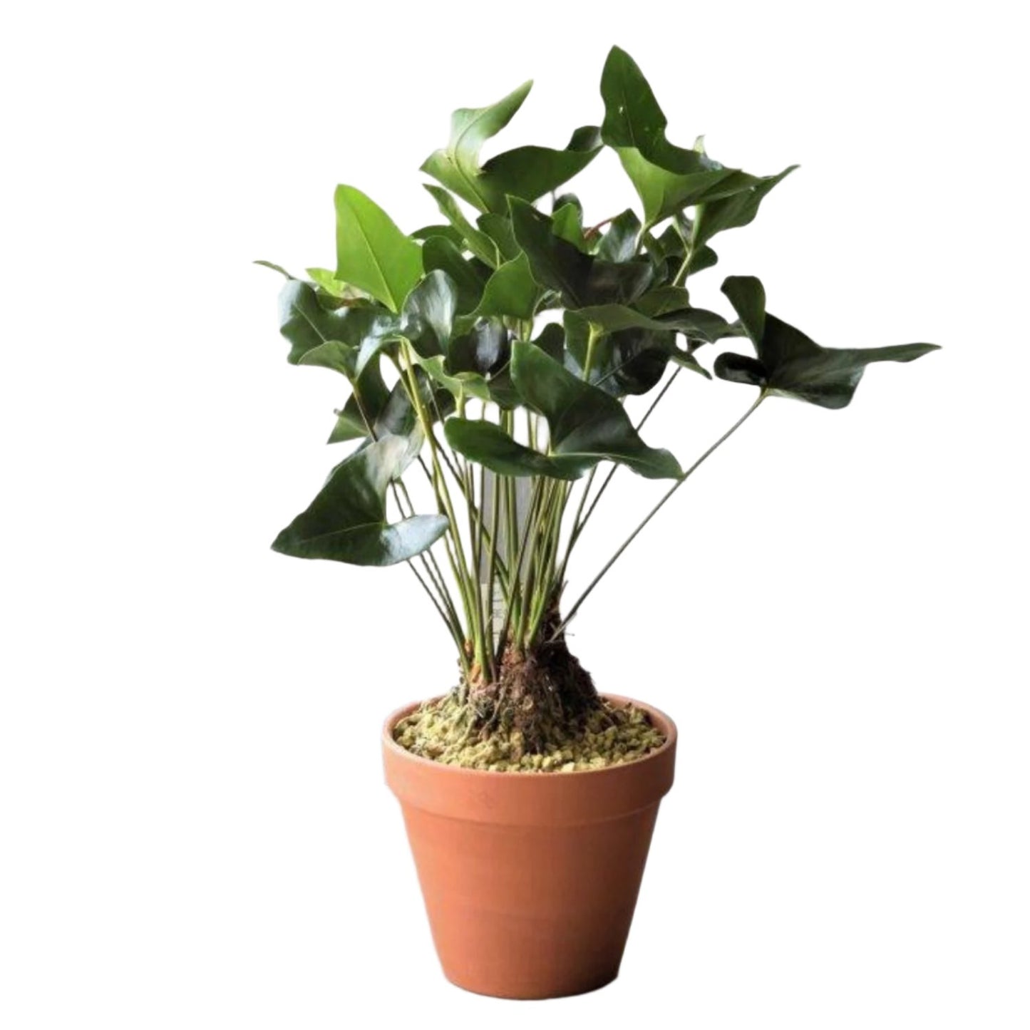 Anthurium Arrow - 6''