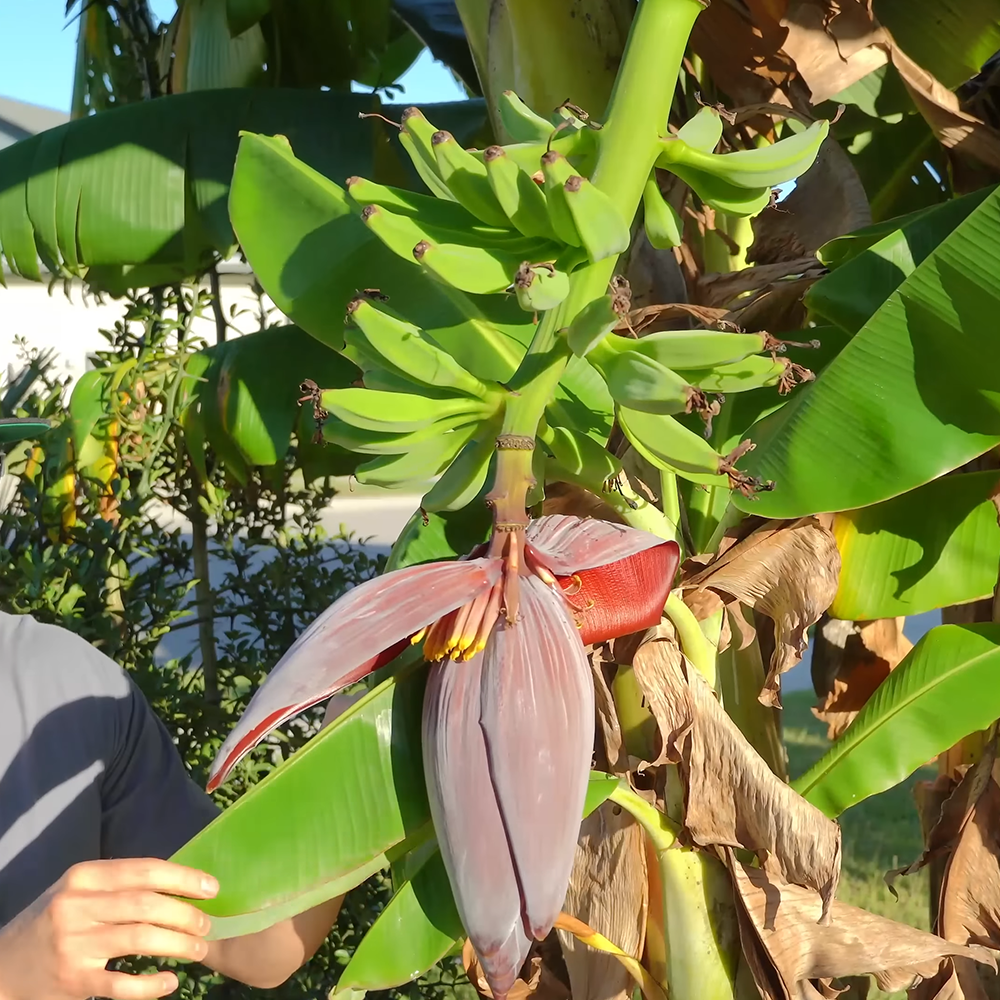 Grand Nain Banana Tree - 5 Live Banana Plants