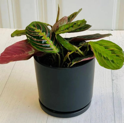 Red Maranta Prayer - 6"