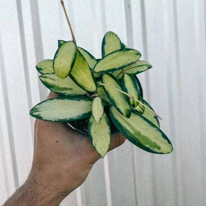 Hoya Acuta Variegata - 4''