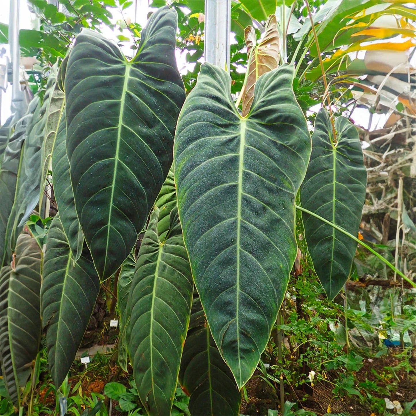 Philodendron MELANOCHRYSUM - 4"