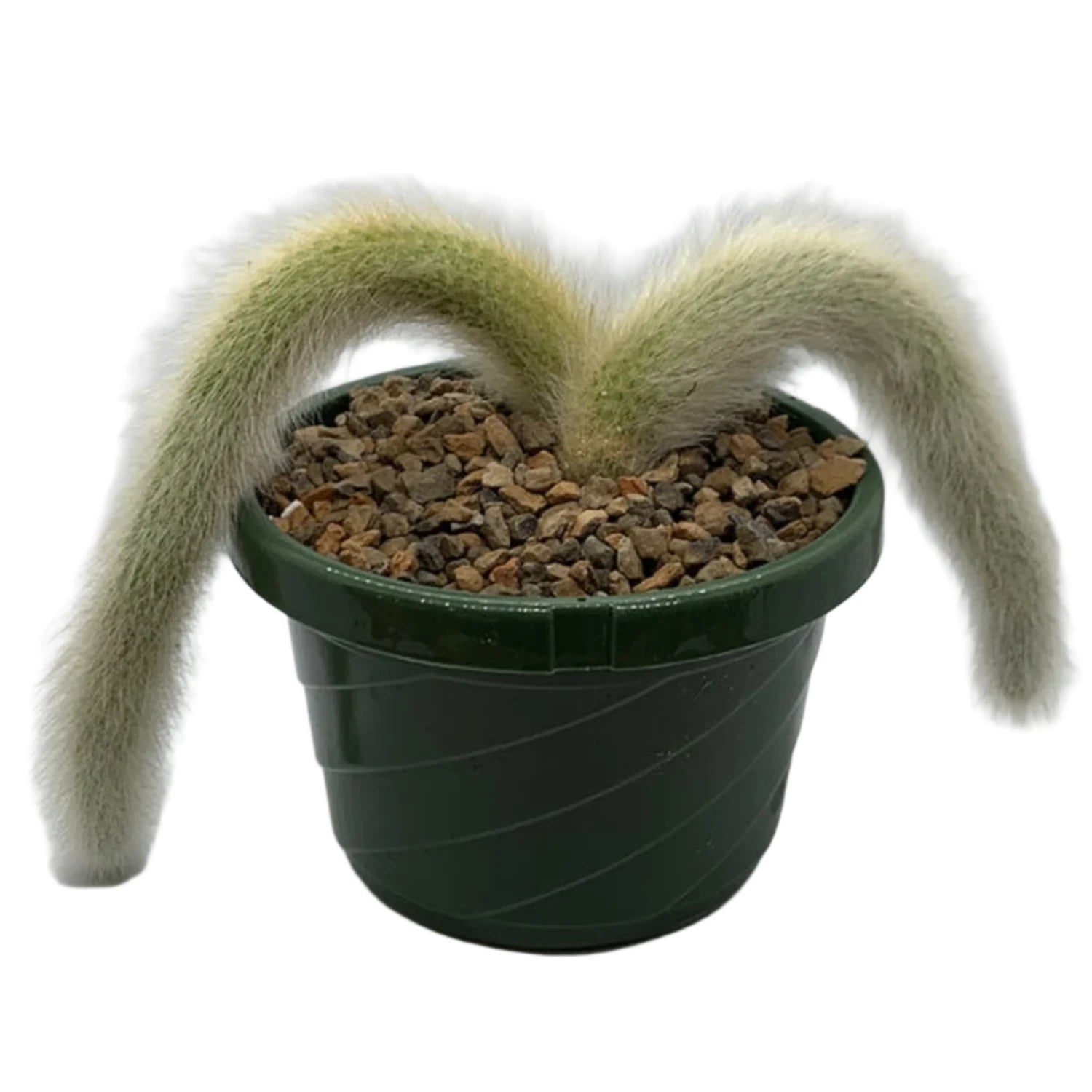 Hildewintera Colademononis Monkey Tail Cactus (two tails) - 4''