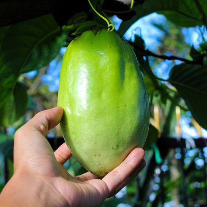 Passiflora quadrangularis Giant Granadilla | 4 LIVE STARTER PLANTS SALE!