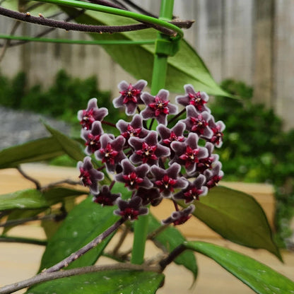 Hoya Pubicalyx ' Red button ' - 4"