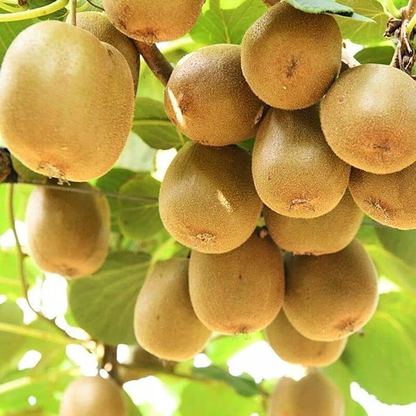 Female Kiwi - Actinidia chinensis - Female Vincent ! Live Plant