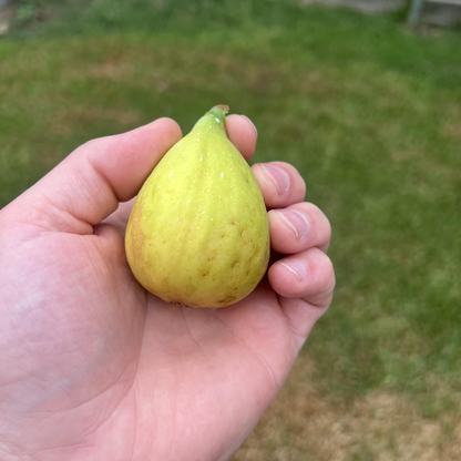 Fig Tree “Yellow Long Neck" 2 Plants Spring Special!