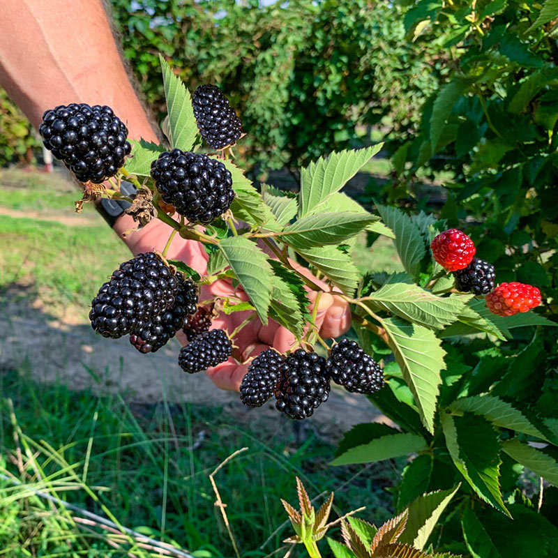 Columbia Giant-Blackberry - Rubus - 10 Plants