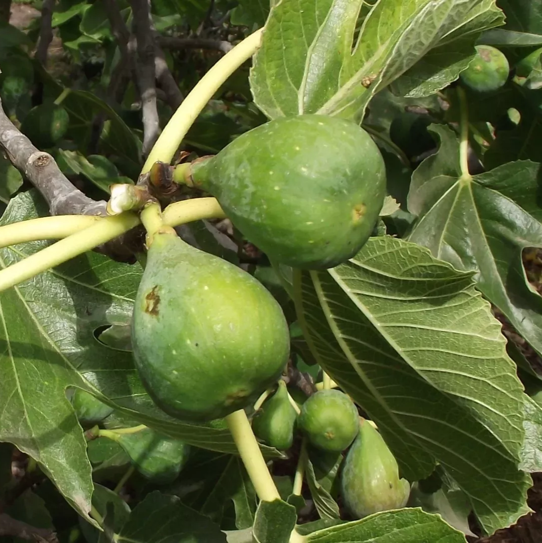 Fig Tree Edible Live Plants 2 Violet de Bordeaux