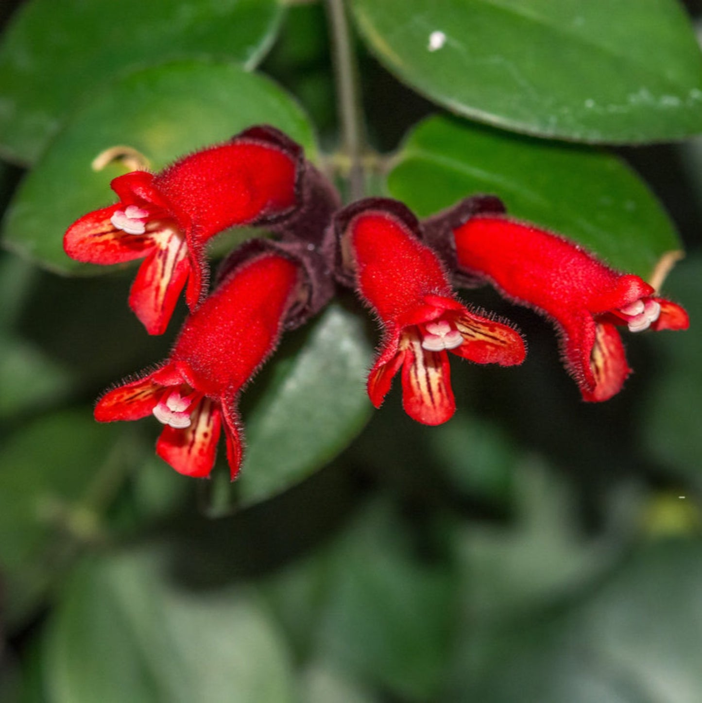 Purple Star (Lipstick plant) - 4''