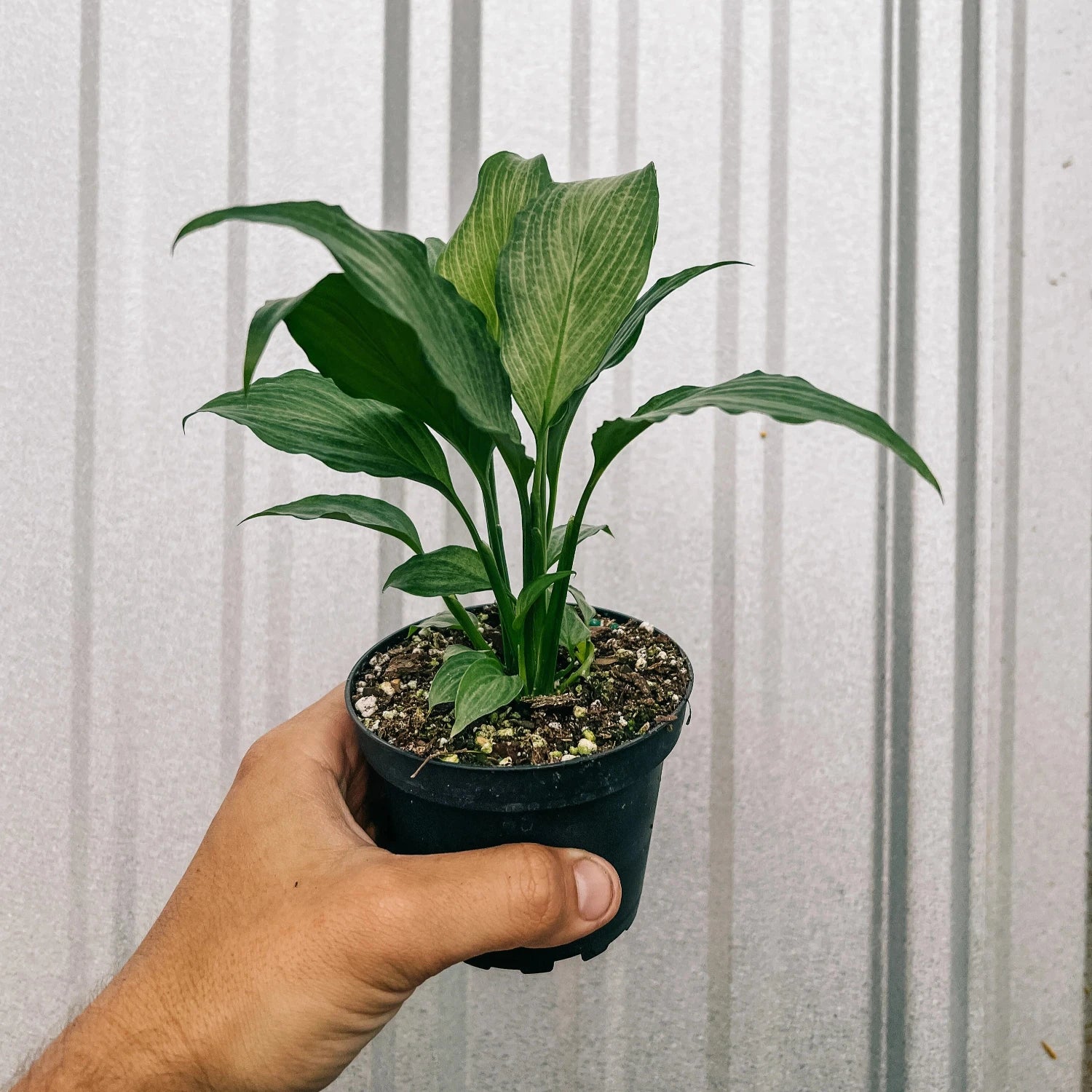 Platinum Mist Peace Lily - 4''