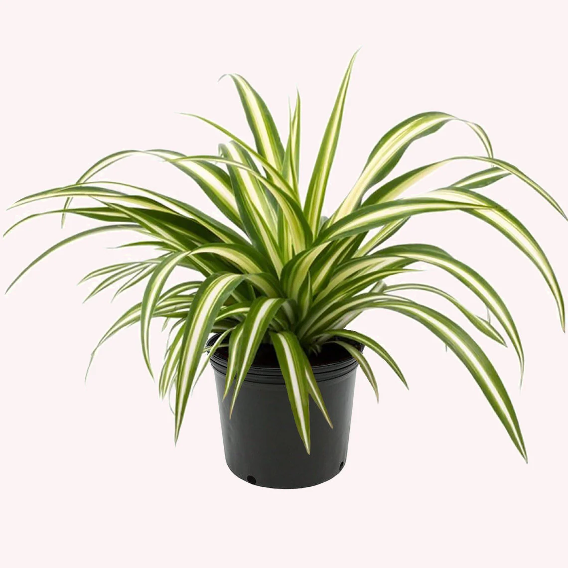 Variegated Spider Plant - 4''