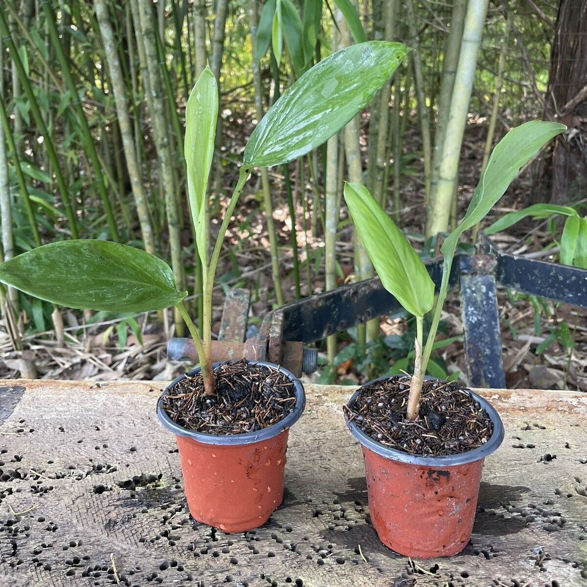 Potted/Finger Root/ Krachai/ Chinese Ginger Keys