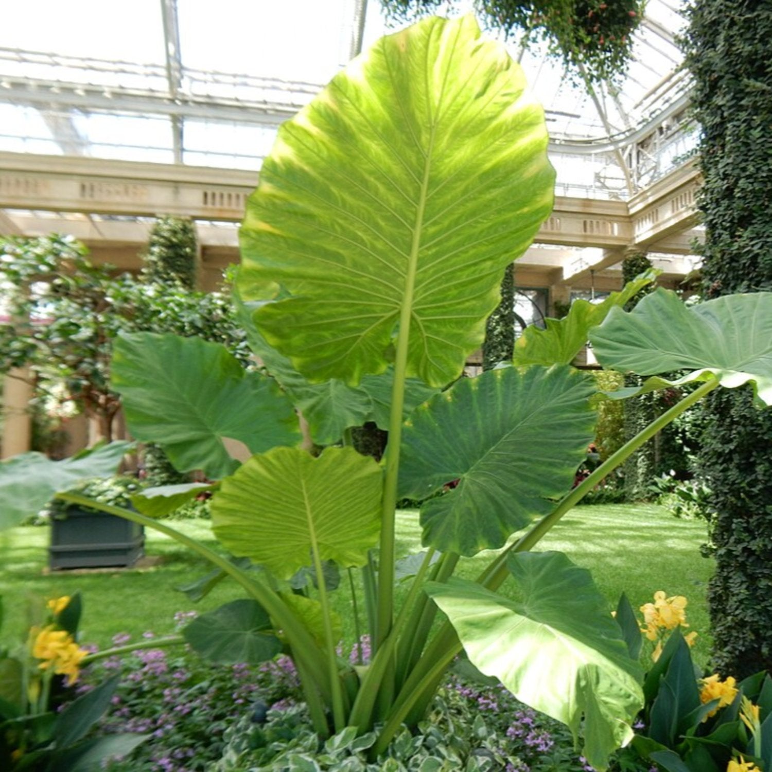 Alocasia - Calidora 6 In Tall