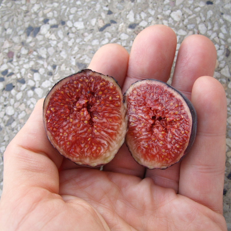 Fig Tree Edible Live Plants : Violet de Bordeaux, Black Mission White Marseilles