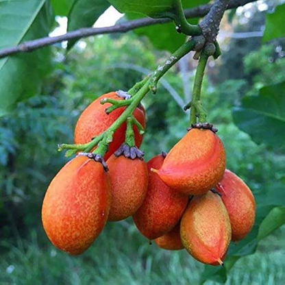 PEANUT BUTTER TREE/RARE FRUIT TREE