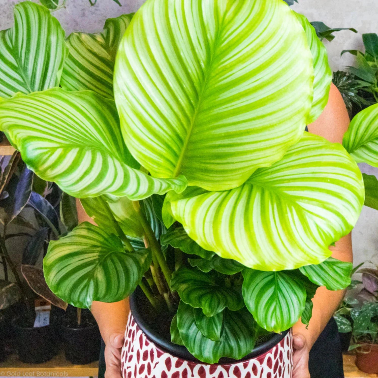 Calathea Orbifolia - 4''