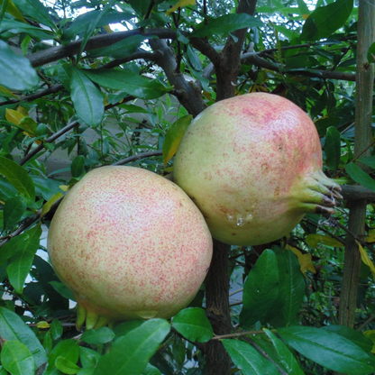 Pomegranate Tree Sirenevyi - Cold Hardy 3 Plants