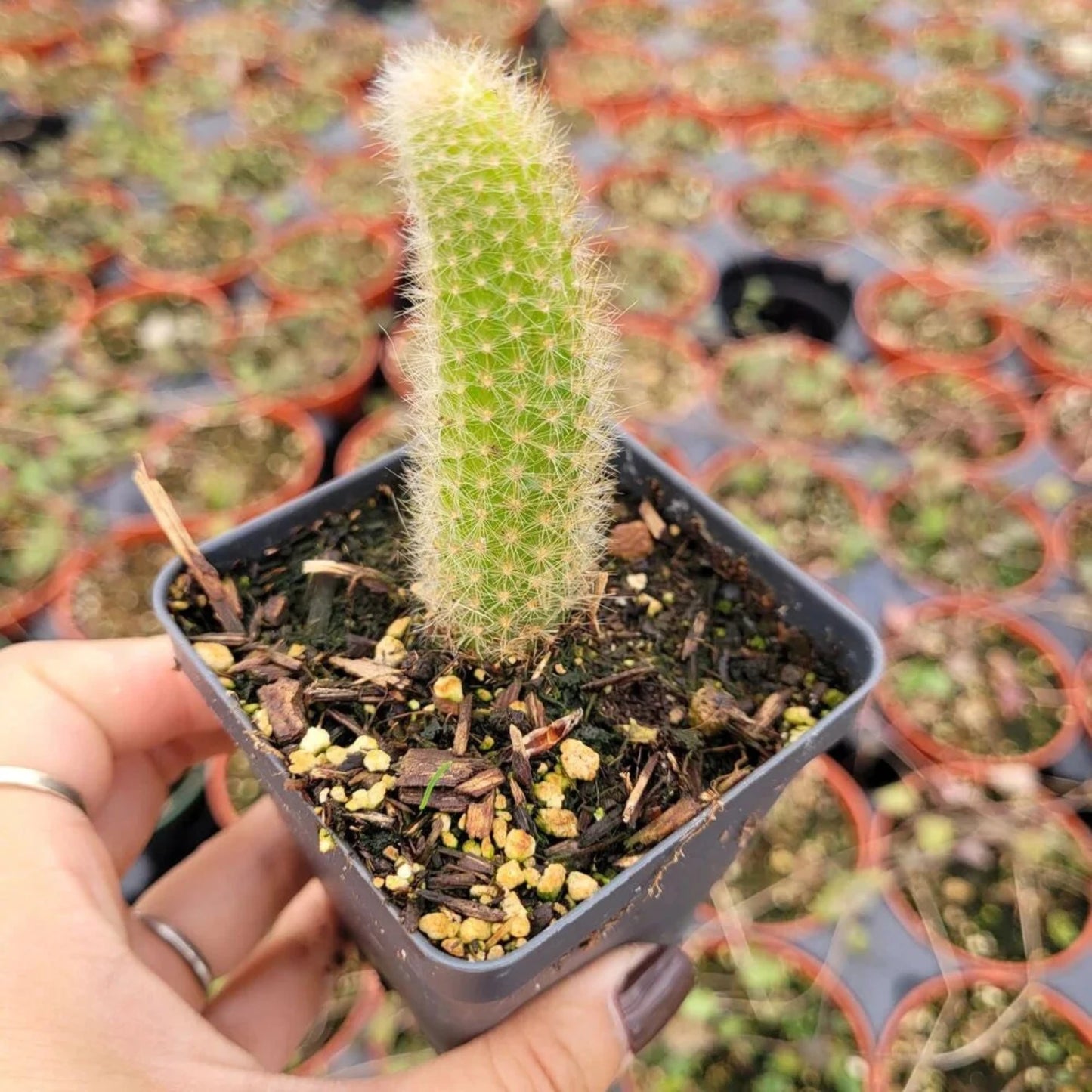 Hildewintera Colademononis Monkey Tail Cactus (one tail)- 4''