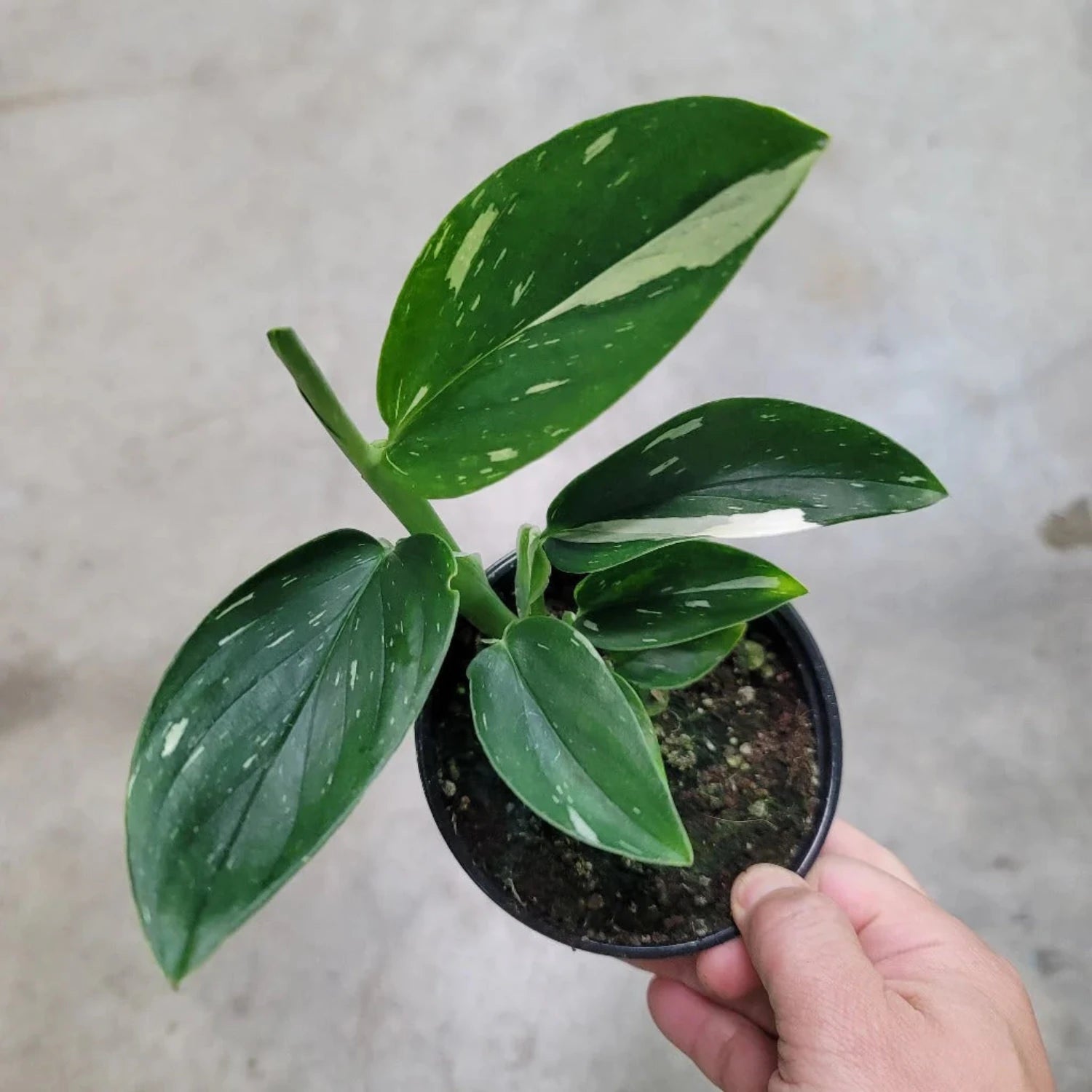 Monstera Standleyana Variegated- 4"