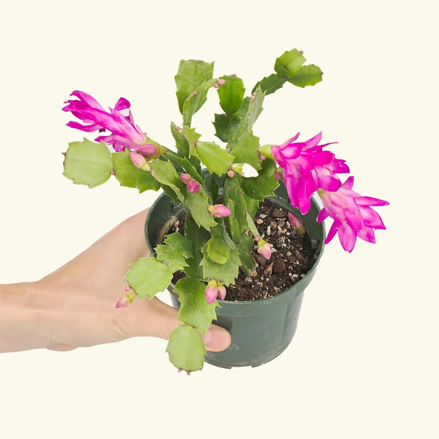 Rose Christmas Cactus - 4''