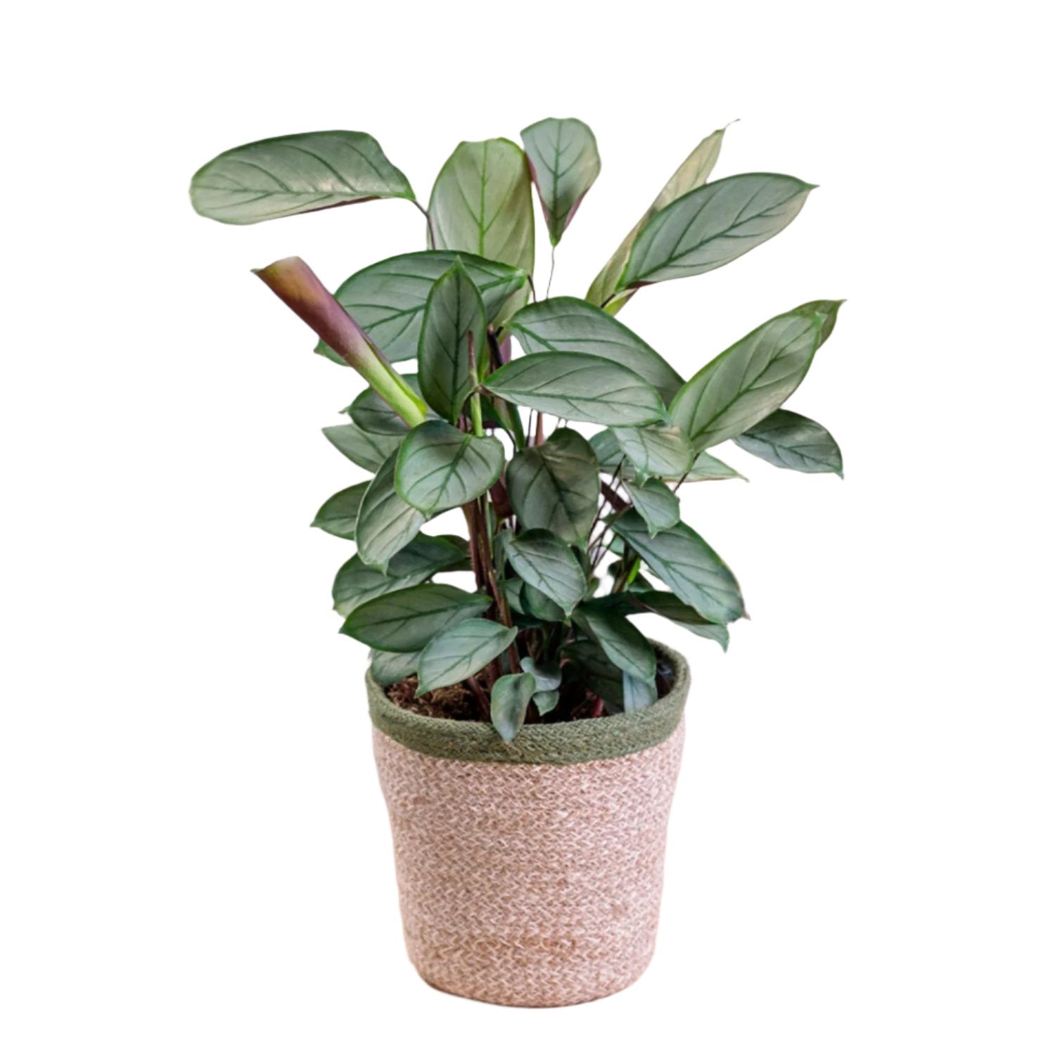 Calathea Setosa Grey Star - 4''