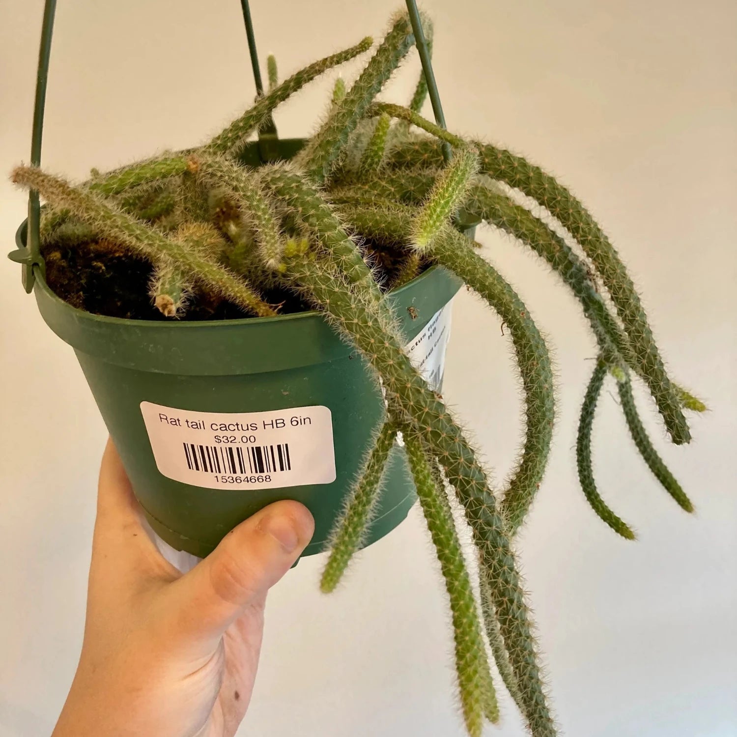 Rat Tail Succulent - 4"