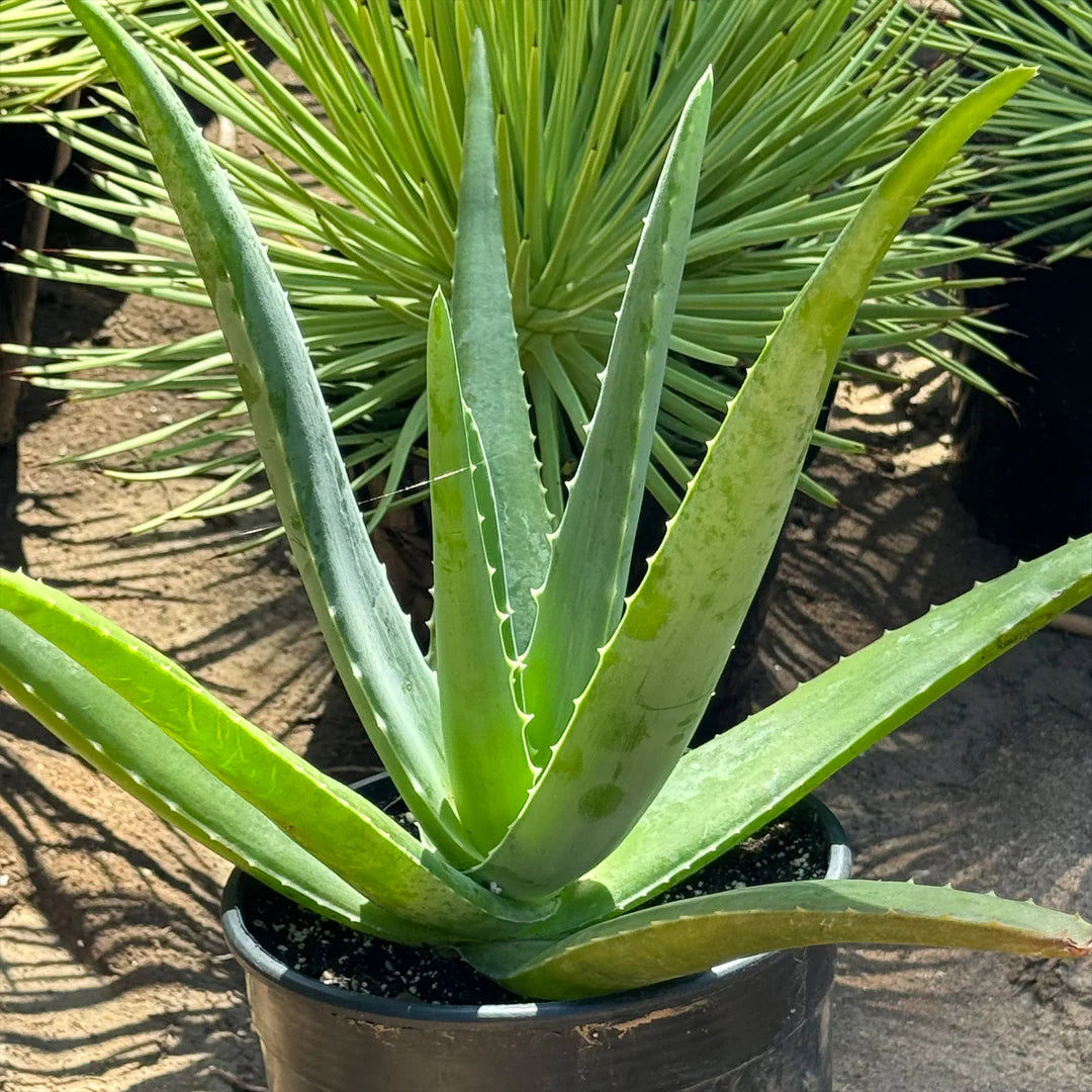 Medicinal Aloe Vera