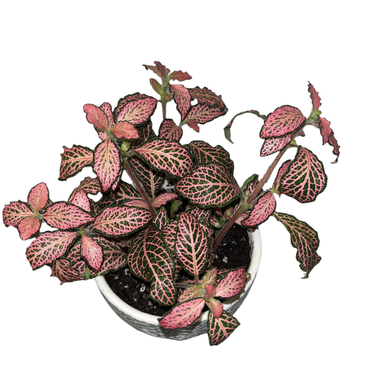 Pink Fittonia - 4"