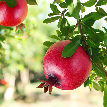 Sirenevyi Pomegranate