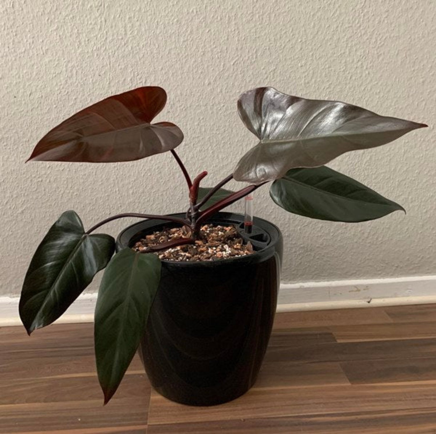 Philodendron Royal - 6"