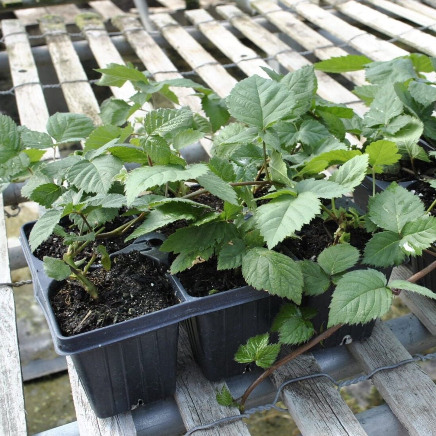 Blackberry - 'Ouachita' thornless - Rubus ouachita