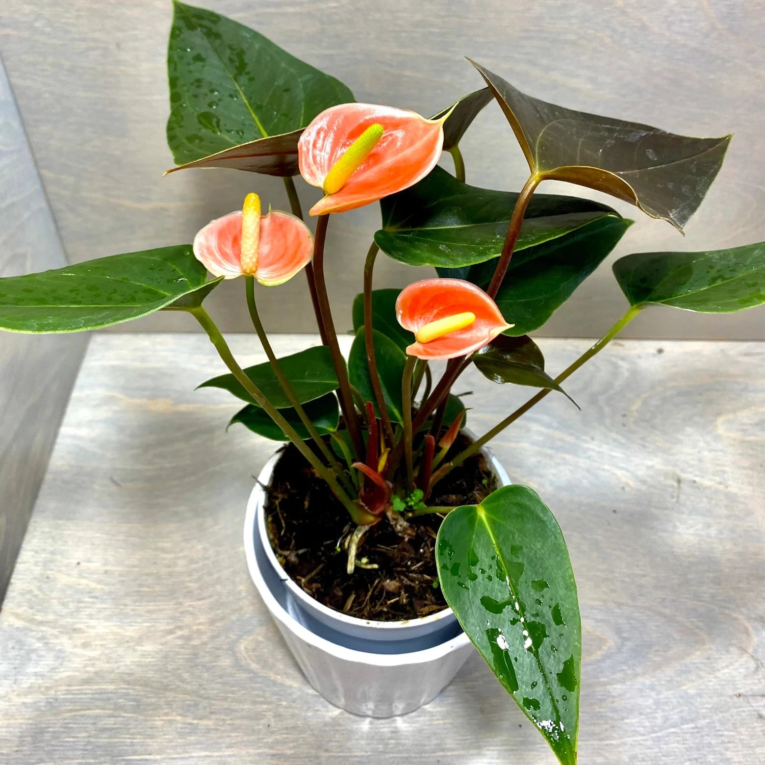 Rainbow Anthurium - 4"