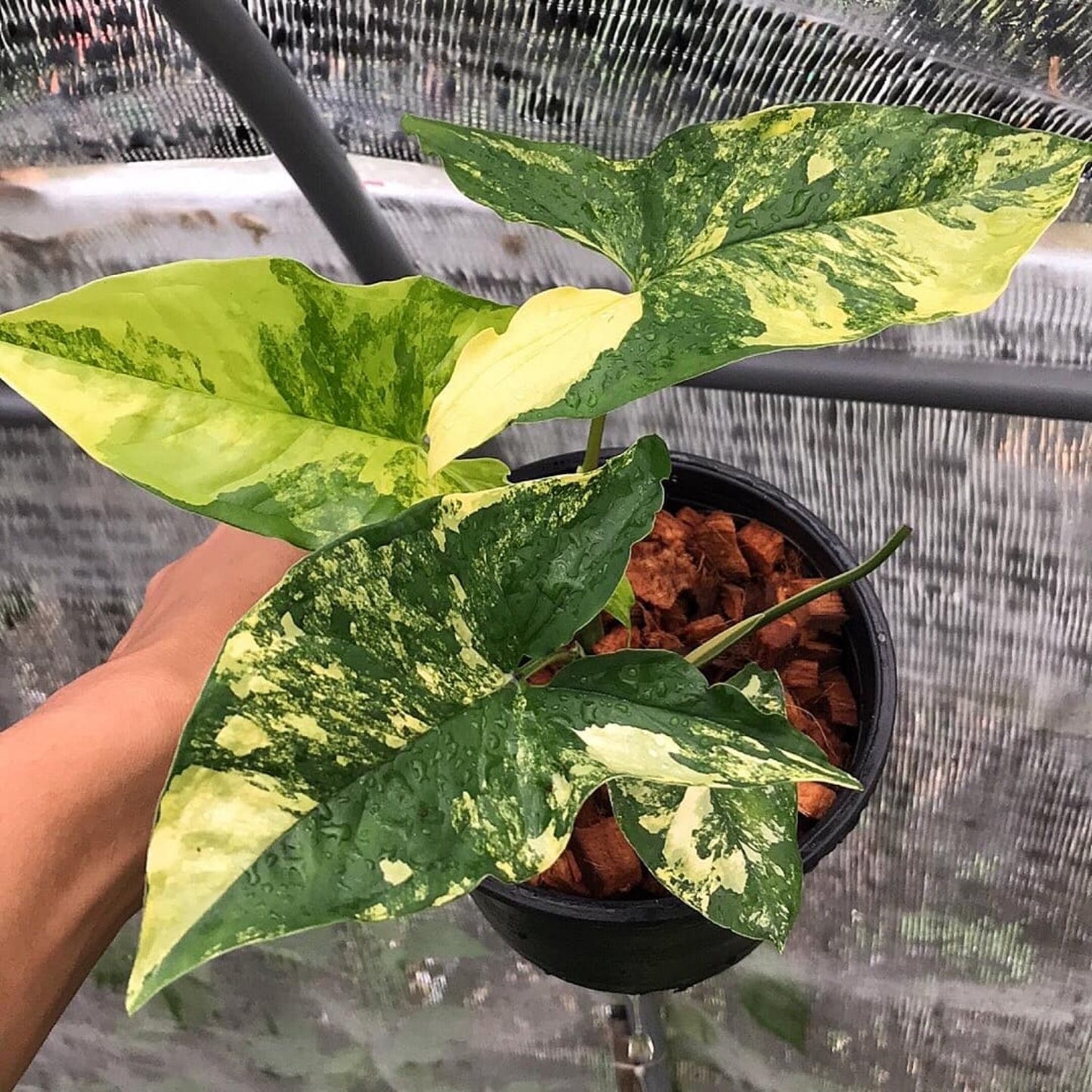 Syngonium Aurea -4''