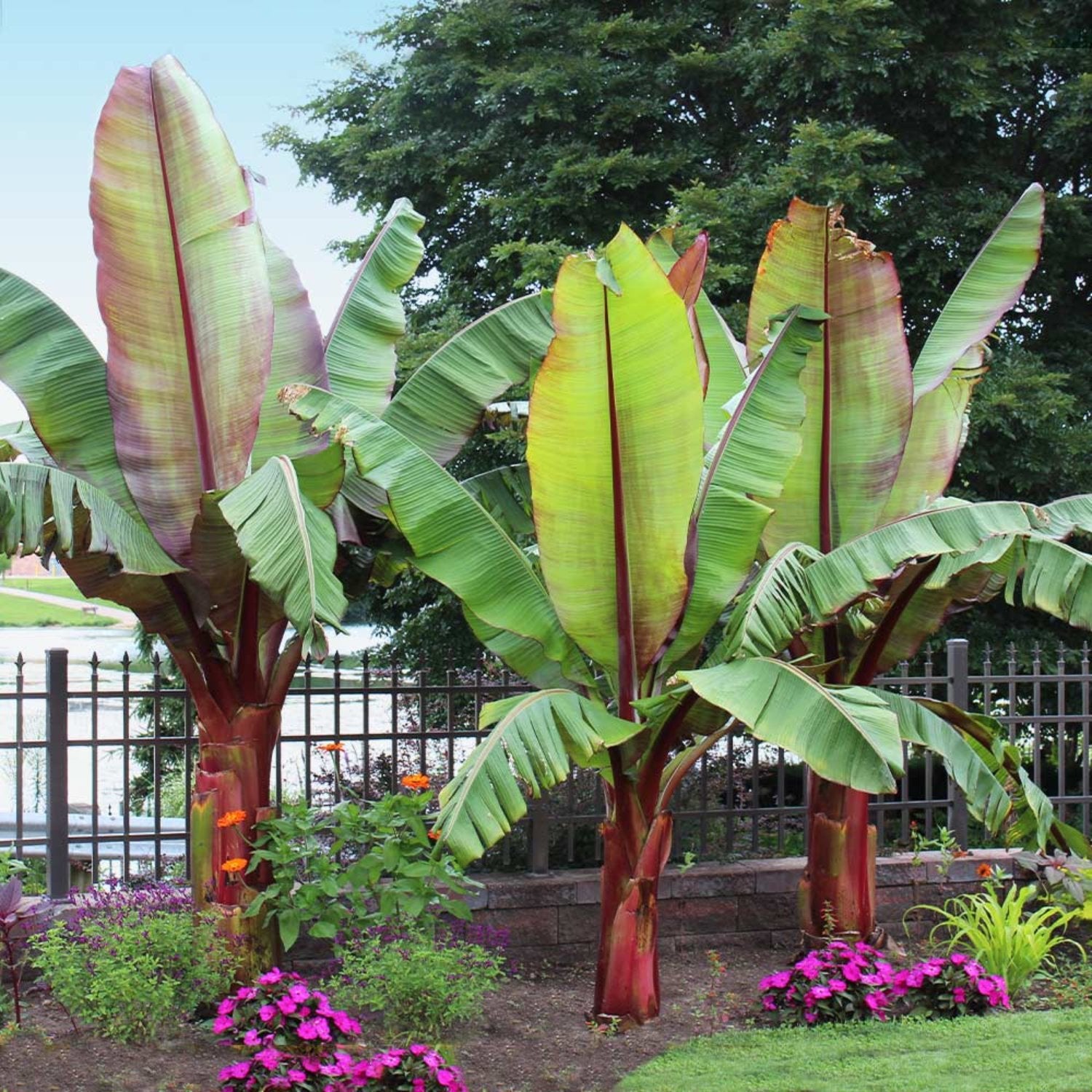 Ensete Maurelii - Red Abyssinian Banana 4-6" tall