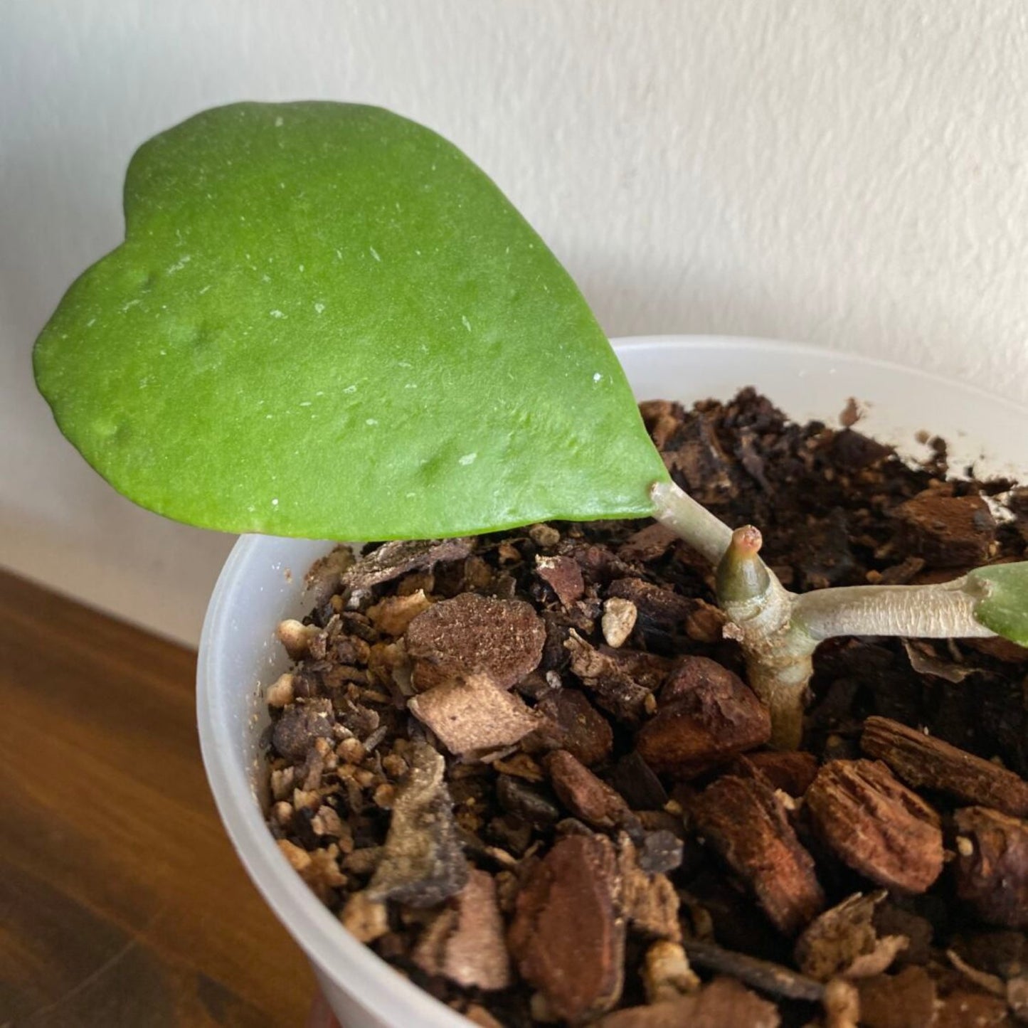 Hoya Kerrii Non-Variegated (2+ Leaves) - 4"