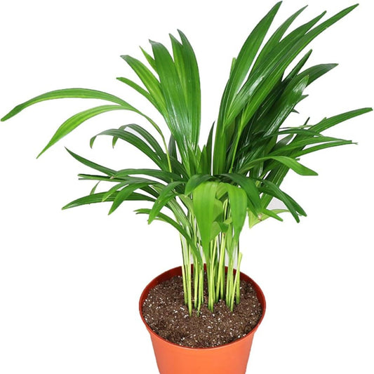 Areca Palm (Golden Cane Palm) - 3''