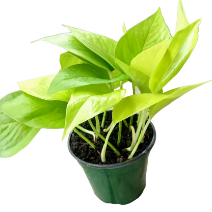 Neon Pothos - 2.5"