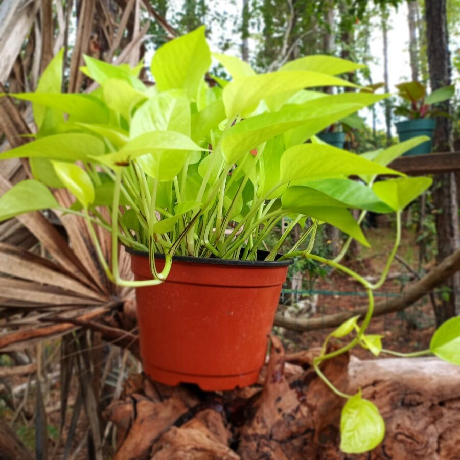 Neon Pothos - 6"