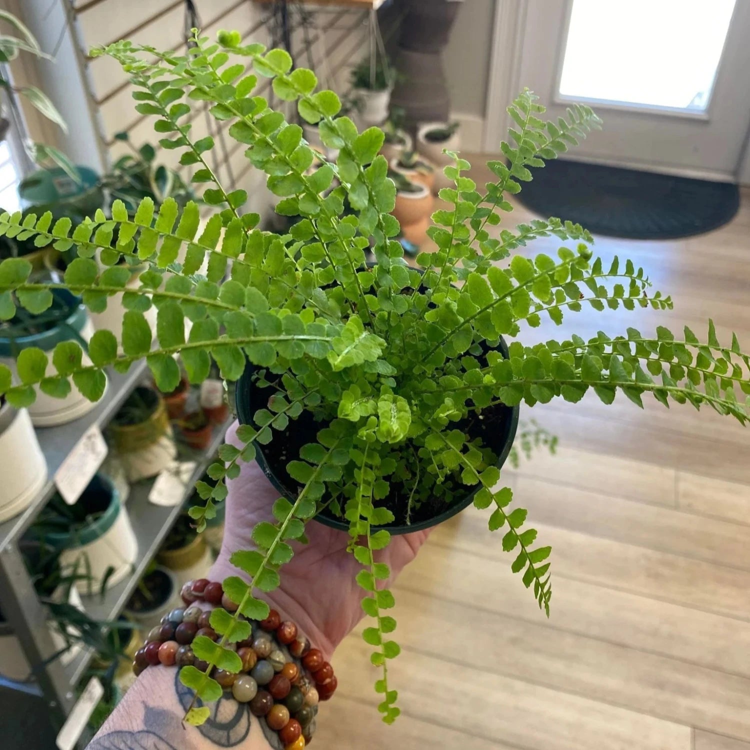 Lemon Buttons Fern - 4''