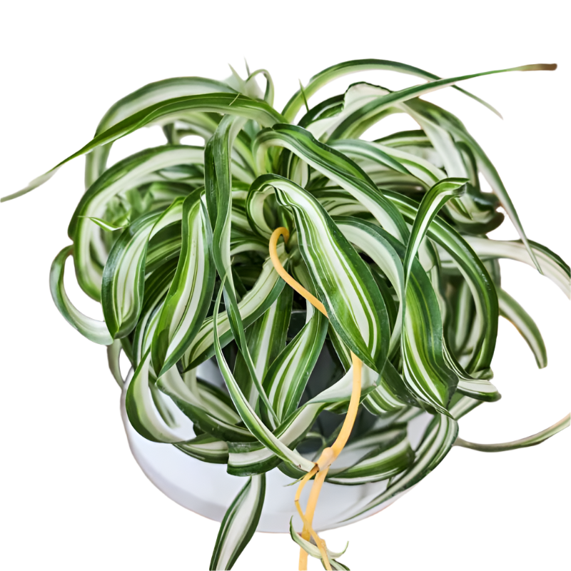 Bonnie Curly Spider Plant - 6''