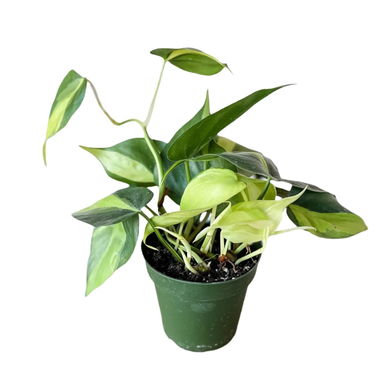 Philodendron Cordatum - 2"